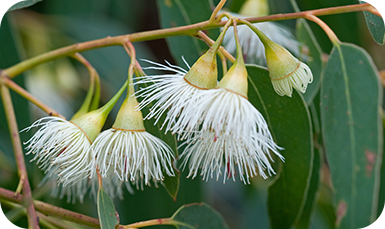 Oil Eucalyptus